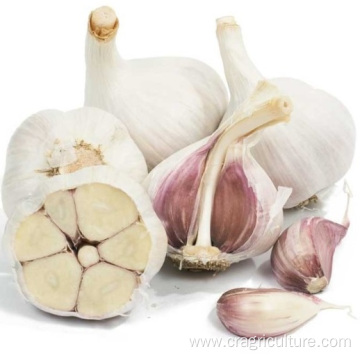 Natural 6P Fresh White Garlic Vegetables